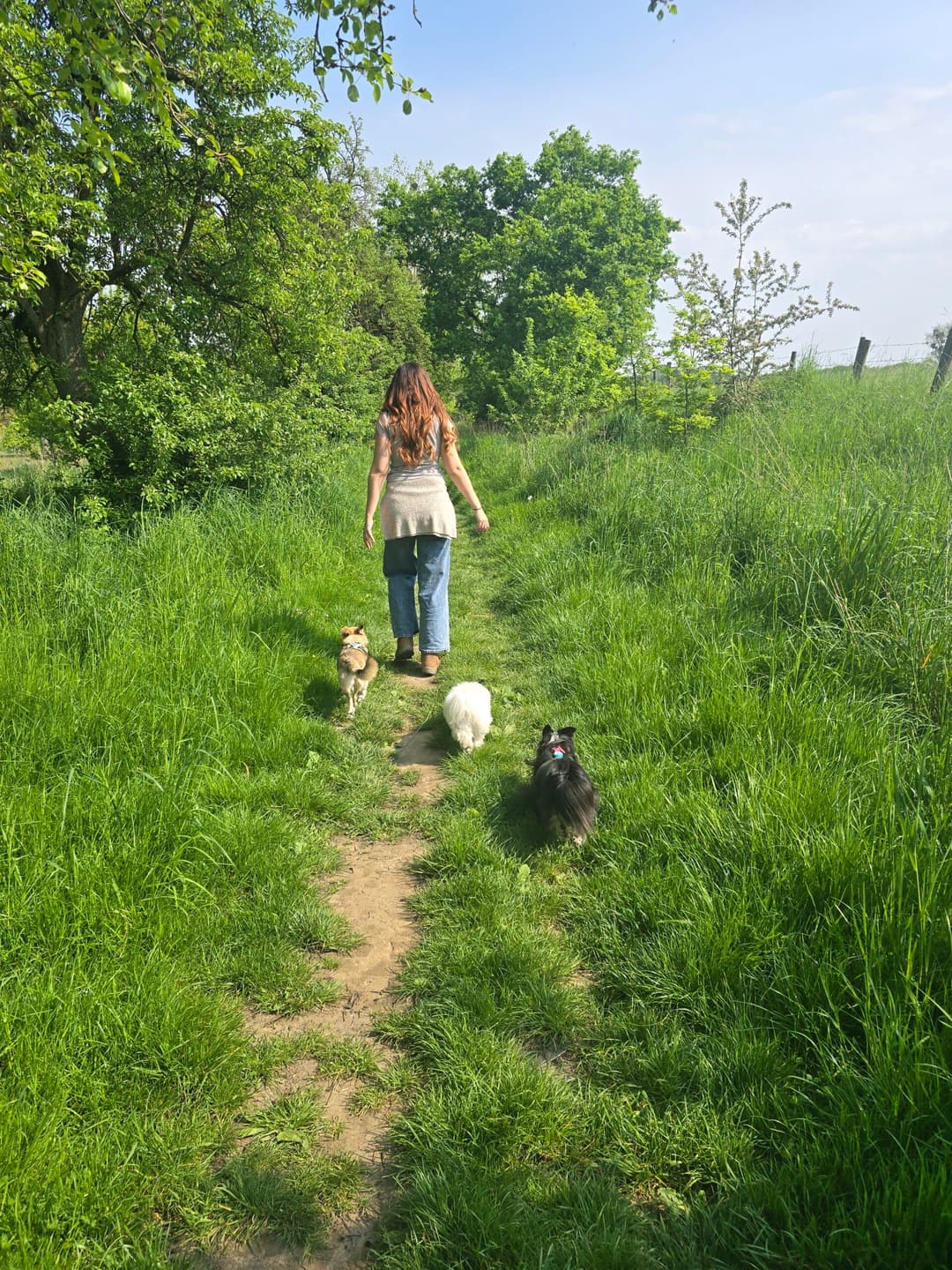 Vrouw wordt gevolgd door 3 kleine honden op een wandeling
