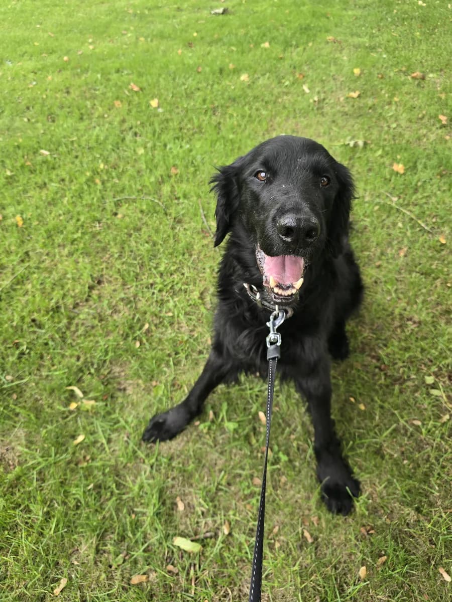 De zwarte retriever van Annegret kijkt lachend omhoog tijdens de wandeling